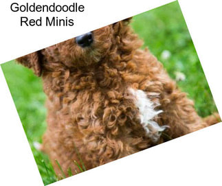 Goldendoodle Red Minis