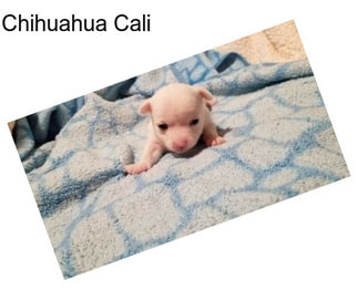 Chihuahua Cali