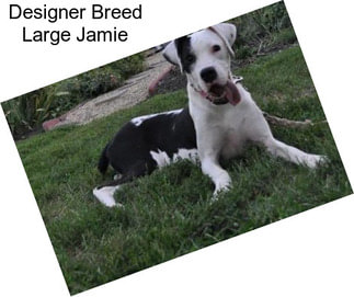 Designer Breed Large Jamie