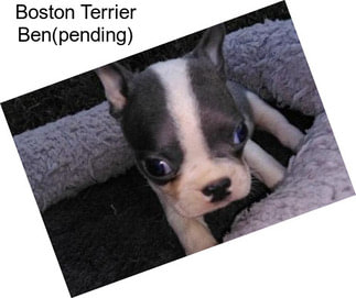 Boston Terrier Ben(pending)