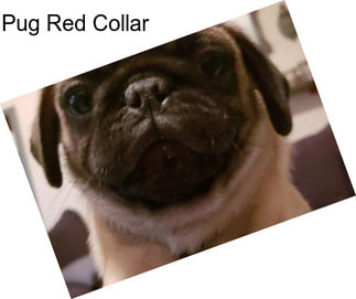 Pug Red Collar