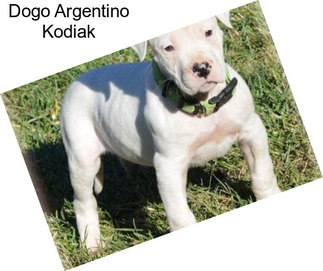 Dogo Argentino Kodiak