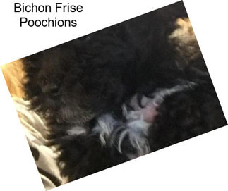 Bichon Frise Poochions