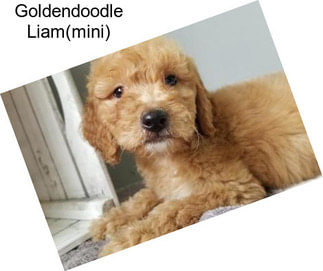 Goldendoodle Liam(mini)