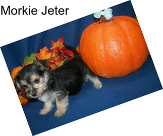 Morkie Jeter