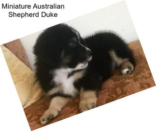 Miniature Australian Shepherd Duke