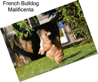 French Bulldog Malificenta
