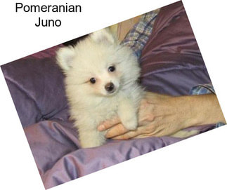 Pomeranian Juno