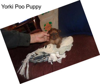Yorki Poo Puppy