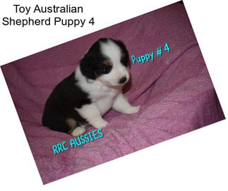 Toy Australian Shepherd Puppy 4