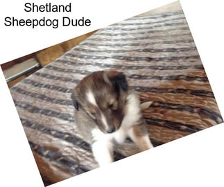 Shetland Sheepdog Dude