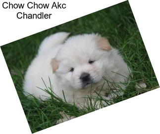 Chow Chow Akc Chandler