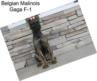 Belgian Malinois Gaga F-1