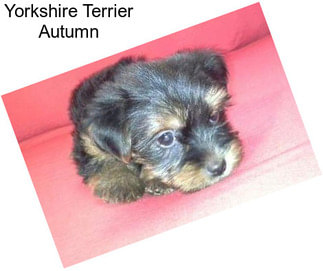 Yorkshire Terrier Autumn