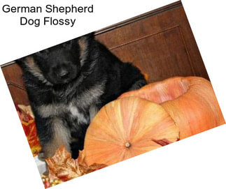 German Shepherd Dog Flossy