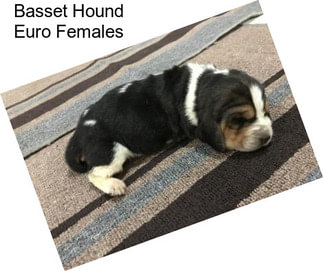 Basset Hound Euro Females