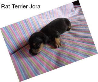 Rat Terrier Jora