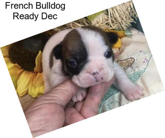 French Bulldog Ready Dec