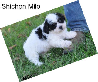 Shichon Milo