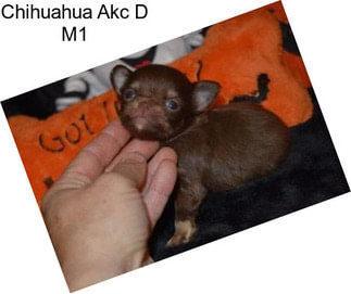 Chihuahua Akc D M1