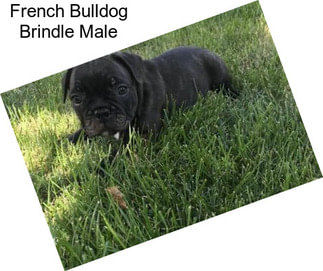 French Bulldog Brindle Male