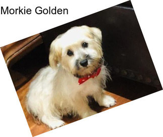 Morkie Golden