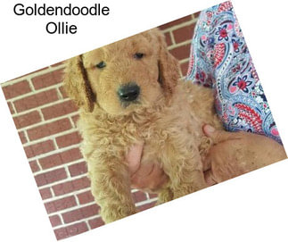Goldendoodle Ollie