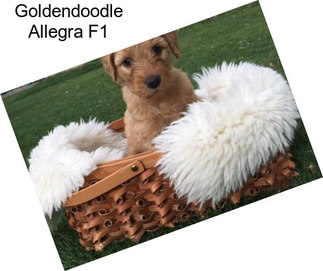 Goldendoodle Allegra F1