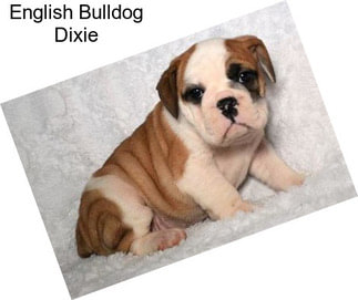 English Bulldog Dixie