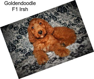 Goldendoodle F1 Irsh