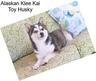 Alaskan Klee Kai Toy Husky