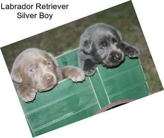 Labrador Retriever Silver Boy