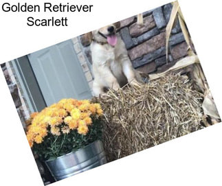 Golden Retriever Scarlett