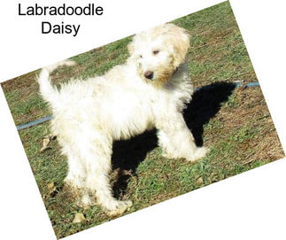 Labradoodle Daisy