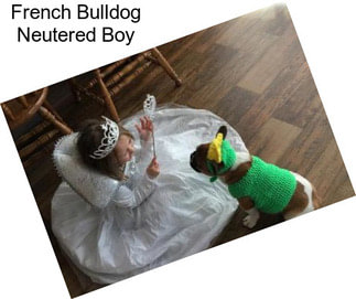 French Bulldog Neutered Boy
