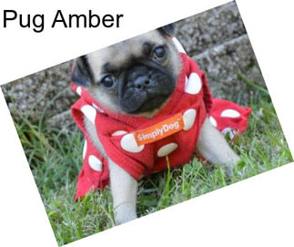 Pug Amber
