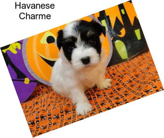 Havanese Charme