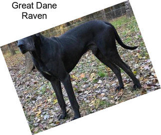 Great Dane Raven