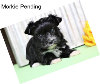 Morkie Pending