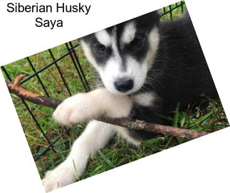 Siberian Husky Saya