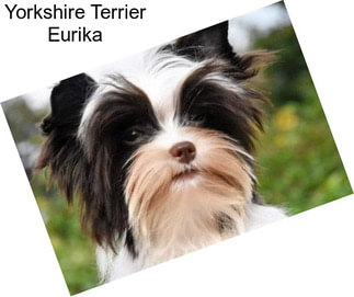 Yorkshire Terrier Eurika