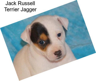 Jack Russell Terrier Jagger