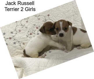 Jack Russell Terrier 2 Girls