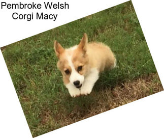 Pembroke Welsh Corgi Macy