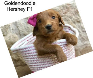 Goldendoodle Hershey F1