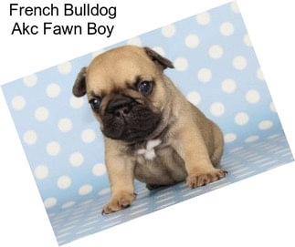 French Bulldog Akc Fawn Boy