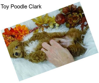 Toy Poodle Clark