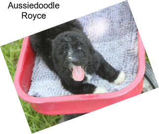 Aussiedoodle Royce