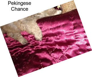 Pekingese Chance