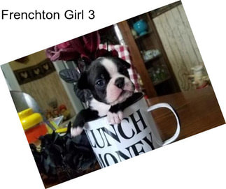 Frenchton Girl 3